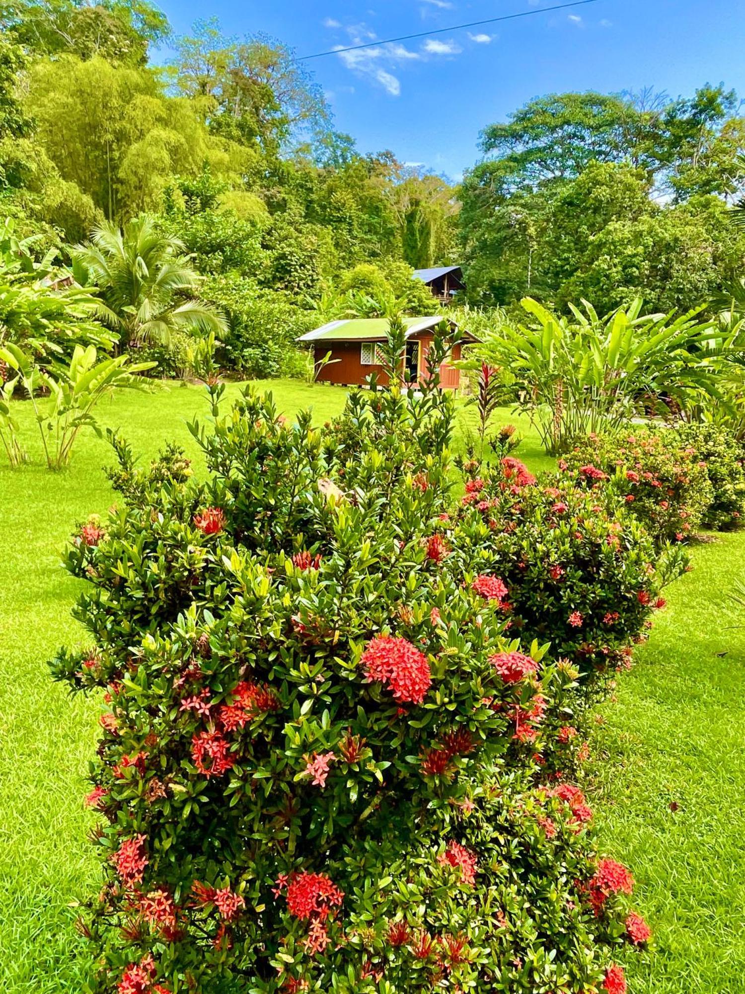 Lodge Alouatta And Canopy Cahuita